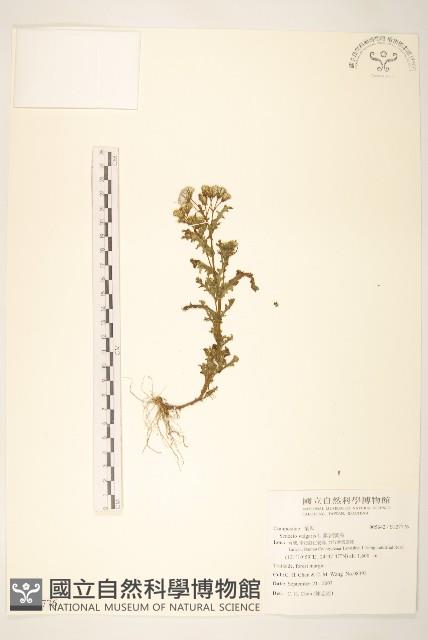 歐洲黃菀藏品圖，第1張