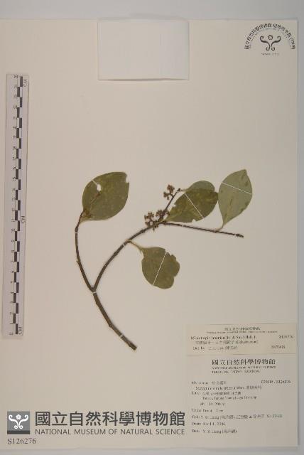 日本賽衛矛、日本假衛矛藏品圖，第1張