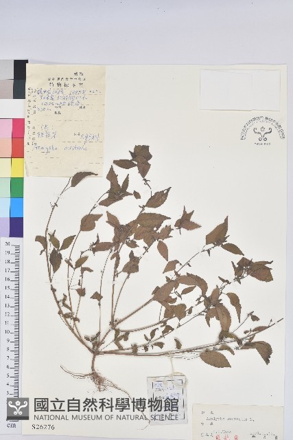 鐵莧菜藏品圖，第1張
