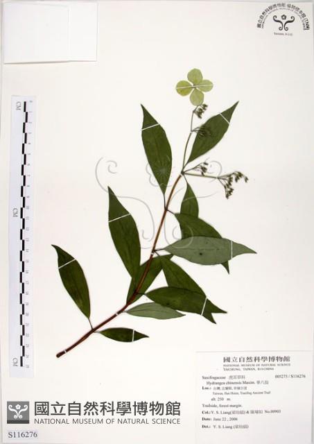 華八仙藏品圖，第1張