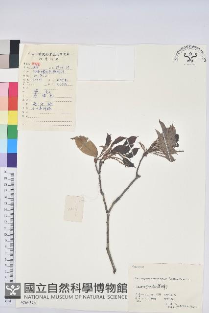 苦櫧栲藏品圖，第1張