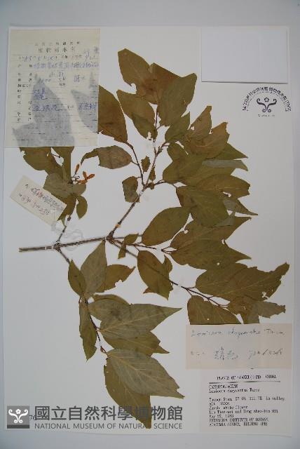 金花忍冬藏品圖，第1張