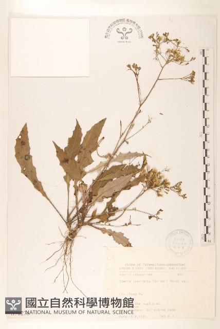 平滑苦賈菜藏品圖，第1張