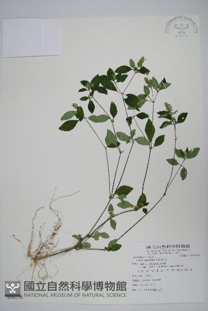 爵床藏品圖，第1張