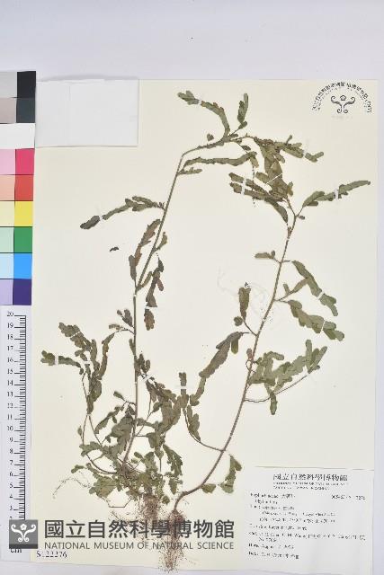 登錄號:S122276藏品圖，第1張