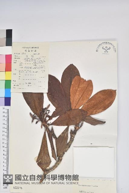 鐮果杜鵑藏品圖，第1張