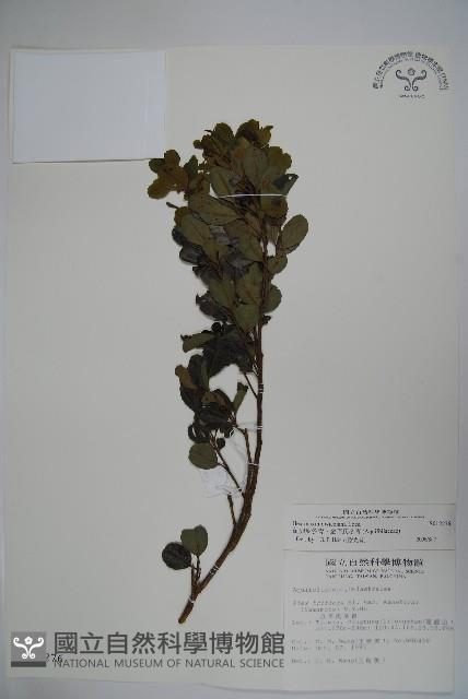 倒卵葉冬青、金平氏冬青藏品圖，第1張