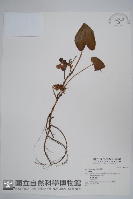 登錄號:S032276藏品圖，第1張