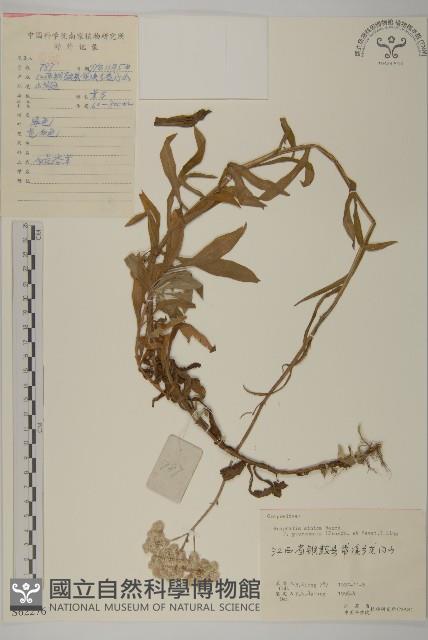 白花香草藏品圖，第1張