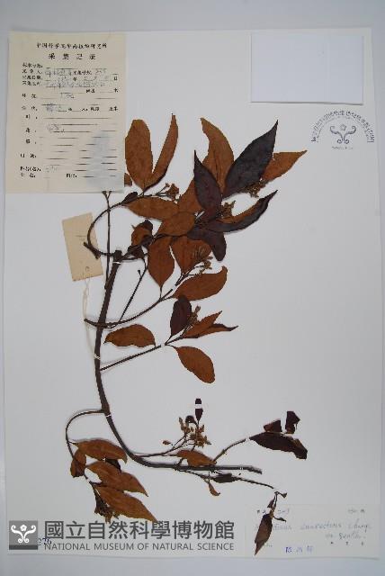 山橙藏品圖，第1張