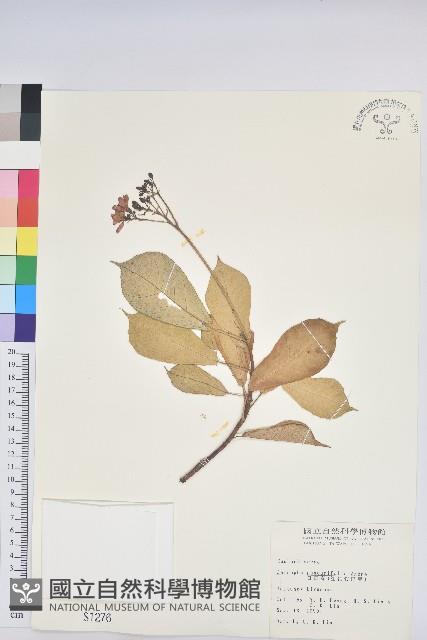 琴葉櫻藏品圖，第1張