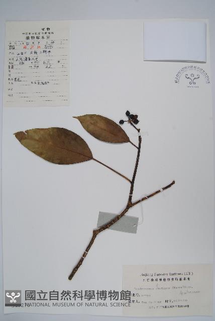 臺灣樹參藏品圖，第1張
