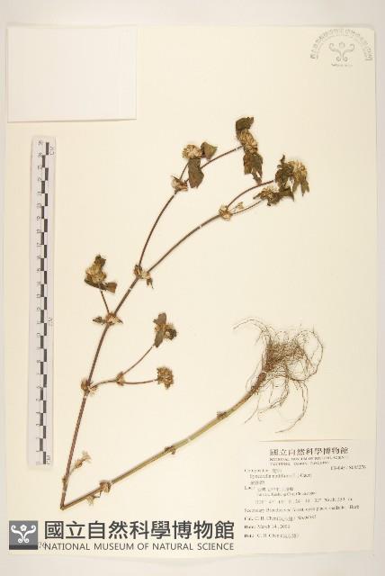 金腰箭藏品圖，第1張