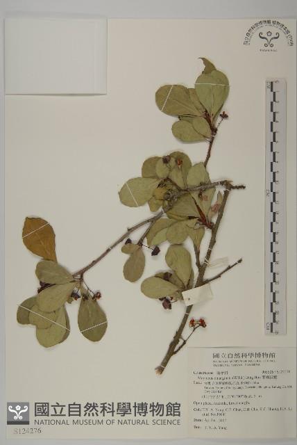 蘭嶼裸實藏品圖，第1張