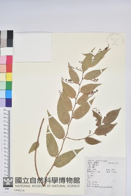 滿山香藏品圖，第1張