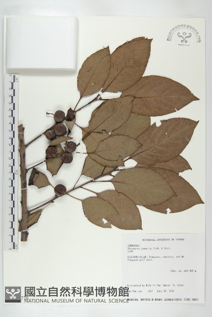 山柿, 山豆柿藏品圖，第1張
