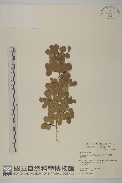 刺裸實、變葉裸實藏品圖，第1張
