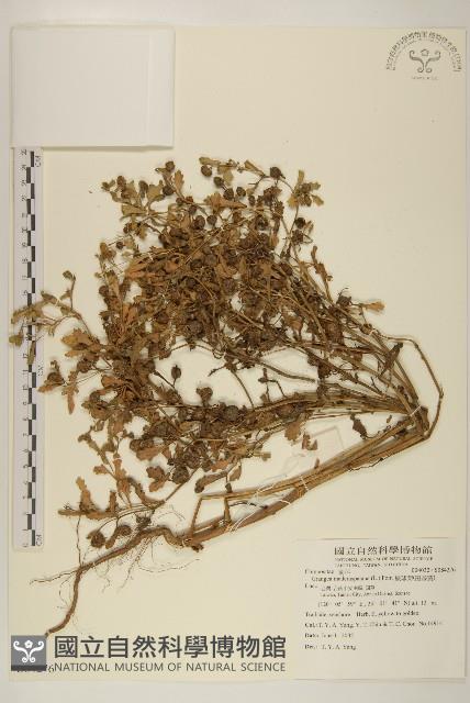線球菊、田基黃藏品圖，第1張