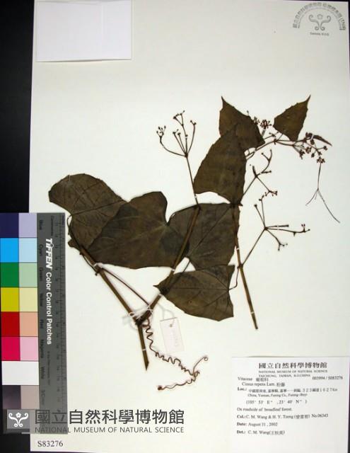 粉藤藏品圖，第1張