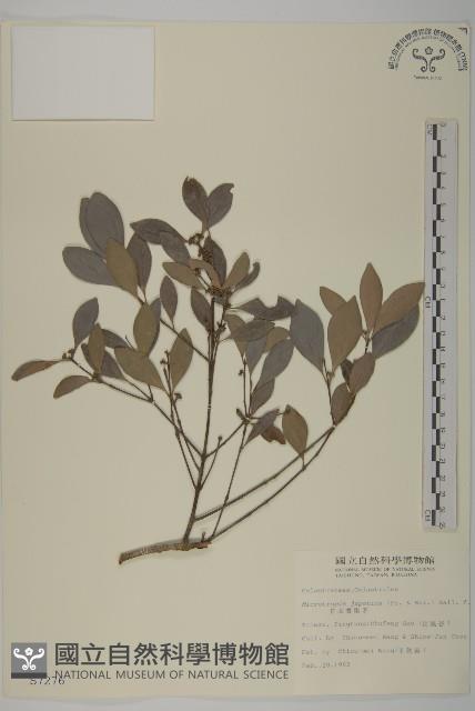 日本賽衛矛、日本假衛矛藏品圖，第1張