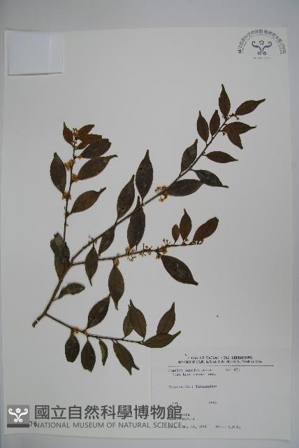 早田氏冬青藏品圖，第1張