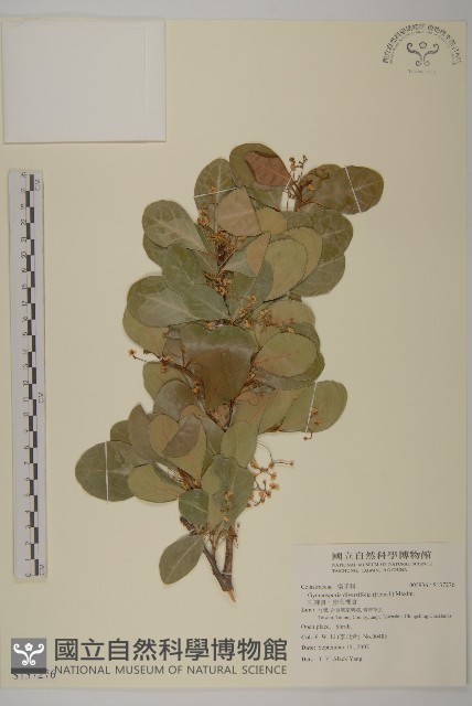 刺裸實、變葉裸實藏品圖，第1張