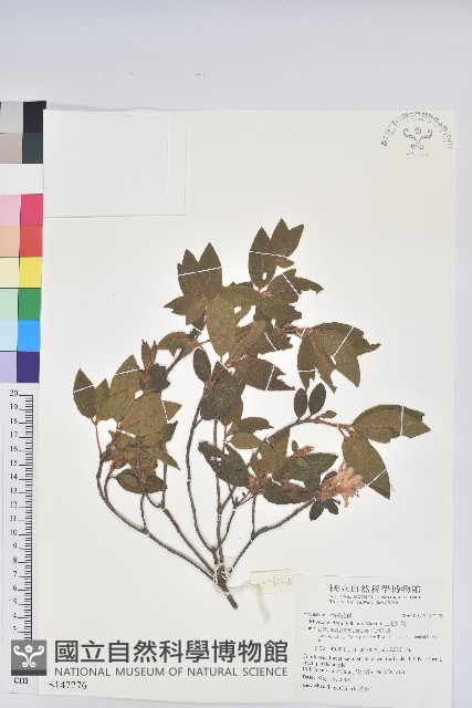 金毛杜鵑藏品圖，第1張