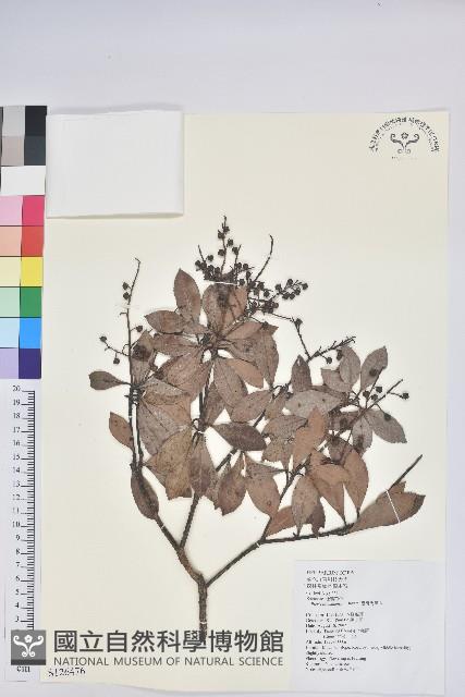 臺灣馬醉木藏品圖，第1張