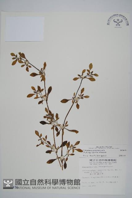 匙葉蓮子草藏品圖，第1張