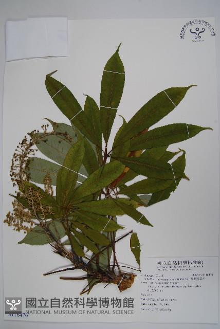 臺灣鵝掌柴藏品圖，第1張