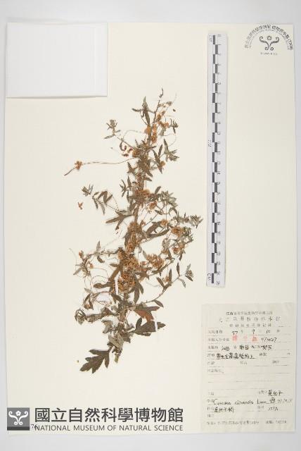 中國菟絲子藏品圖，第1張