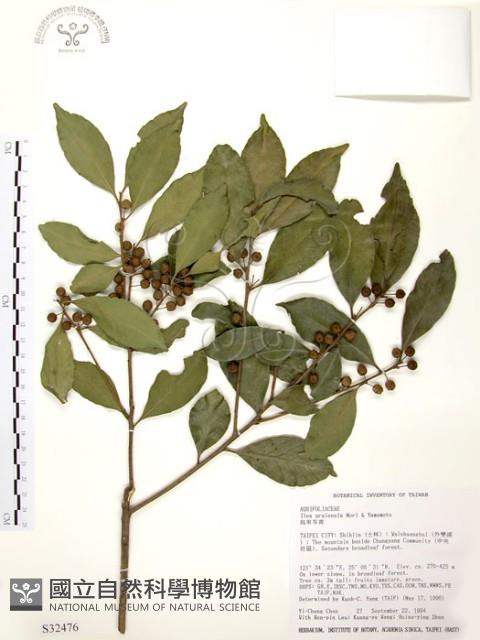 烏來冬青藏品圖，第1張