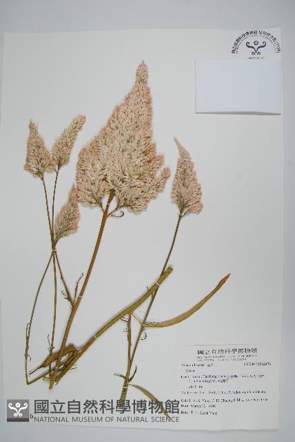 登錄號:S062476藏品圖，第1張