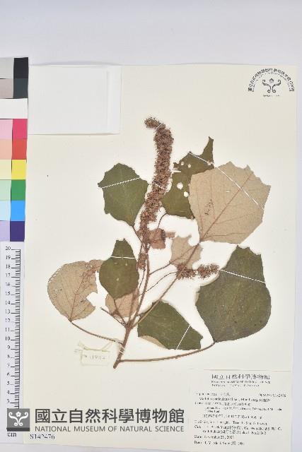 白匏子藏品圖，第1張