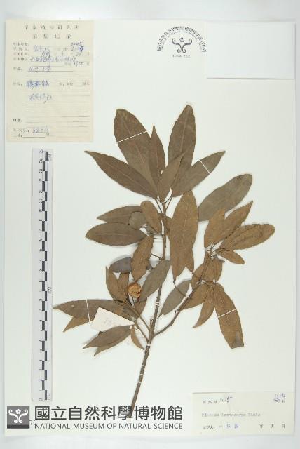 薄果猴歡喜藏品圖，第1張