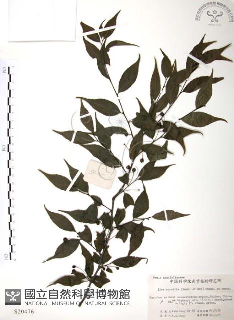 燈稱花、烏雞骨藏品圖，第1張