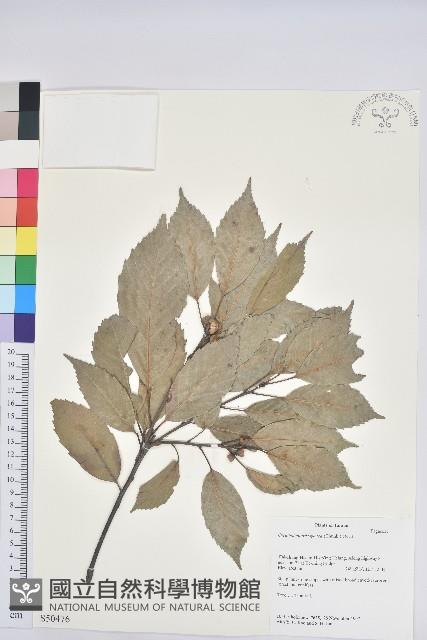 青剛櫟、鐵椆藏品圖，第1張