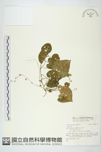 登錄號:S141476藏品圖，第1張