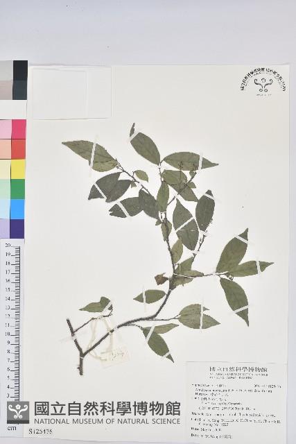 密花五月茶藏品圖，第1張