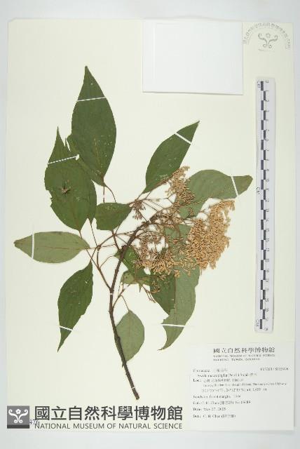 梜木藏品圖，第1張