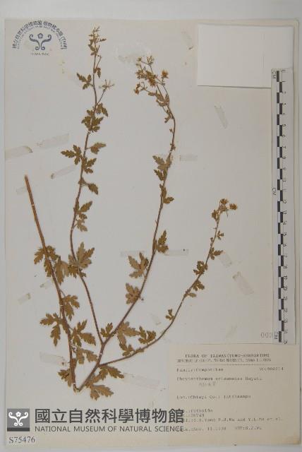 阿里山油菊藏品圖，第1張