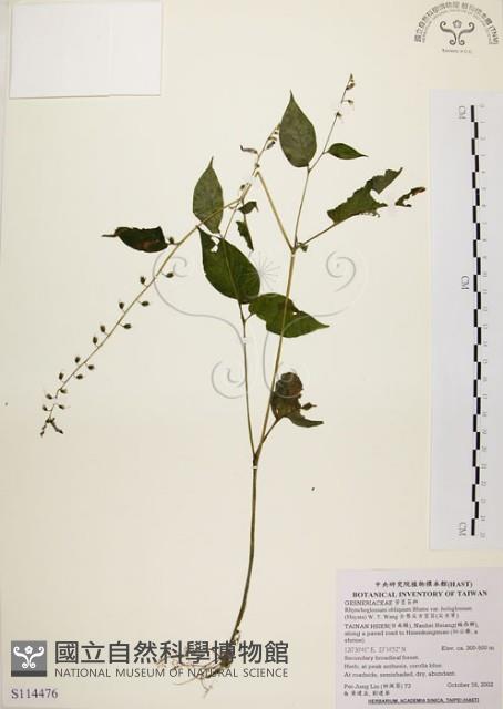 尖舌草、全唇尖舌苣苔藏品圖，第1張