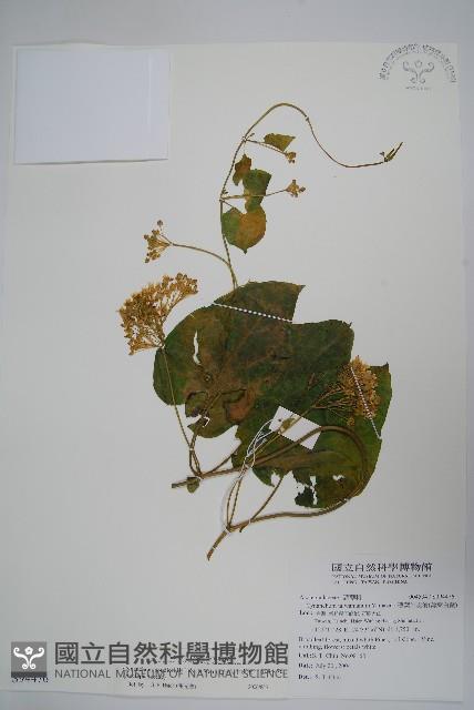 薄葉牛皮消藏品圖，第1張