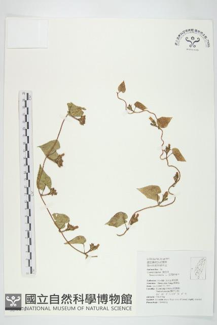 紅花野牽牛藏品圖，第1張