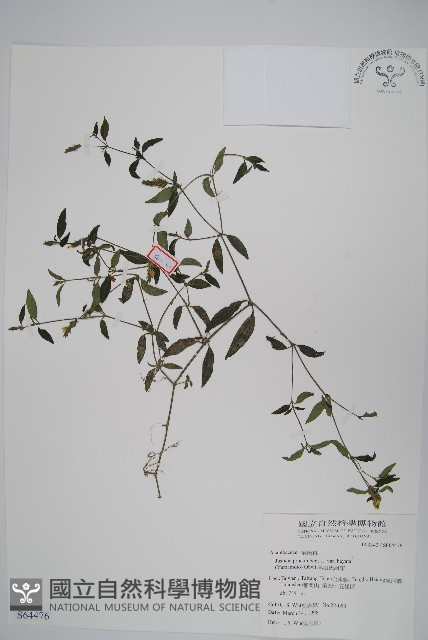 爵床藏品圖，第1張
