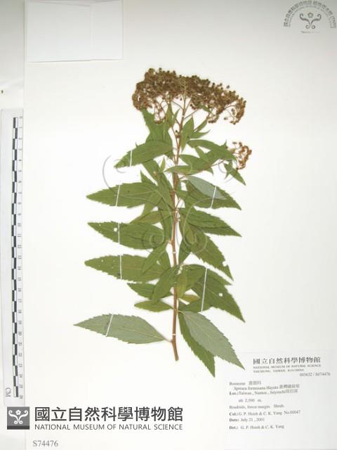 臺灣繡線菊藏品圖，第1張