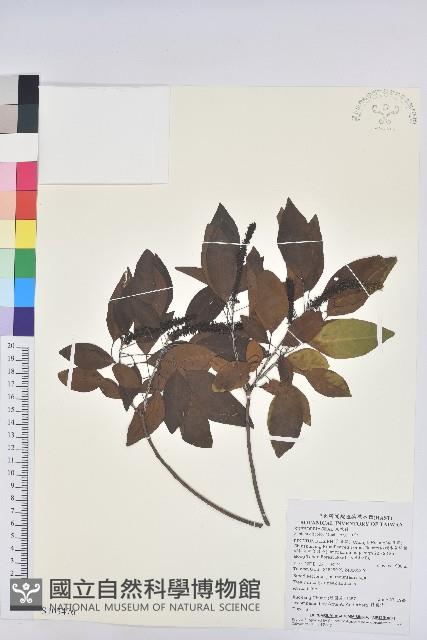 白臼藏品圖，第1張