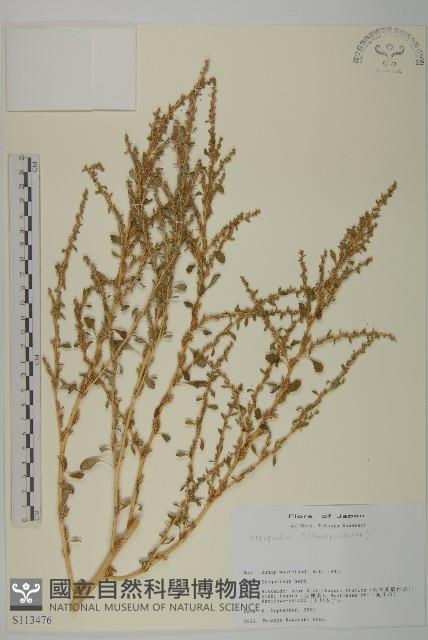 登錄號:S113476藏品圖，第1張