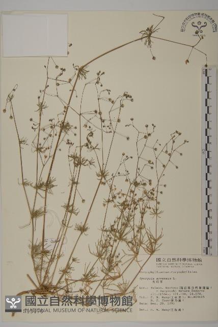 大爪草藏品圖，第1張