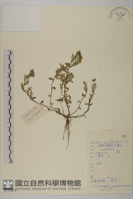 菊葉魚眼草藏品圖，第1張